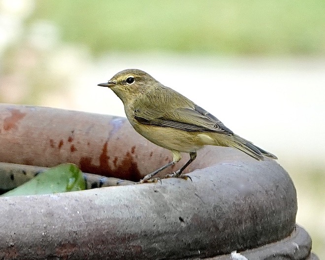 chiffchaff